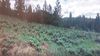 3657 Grizzly Rd photo